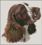 (image for) English Springer Spaniel (No Background)